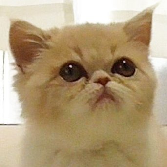 きなこ日記 かわいい猫の日常 Kinaco 16 Twitter