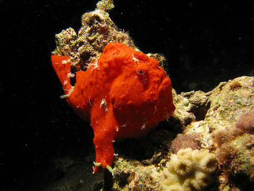 Frogfishplanet was made for frogfish lovers. Our current avatar is a picture taken by prilfish.