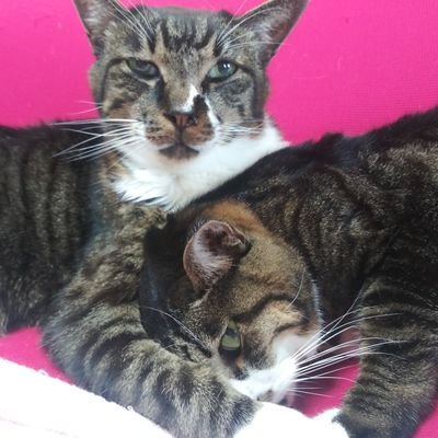 NagiCats's profile picture. 【趣味】 運動、旅行、読書、DB
【 好きなもの】 猫、コーヒー、宇宙戦艦ヤマト、陰陽師、デスノート
【他】たぶん、人よりストイック。高校時代から、ほとんど体重の変化なし、変化すると筋トレする人。冷たいもの苦手。平熱36度5分以上、基礎代謝1250以上をキープ中。
卓球はフォア表。異質好き、重いラケット好き。