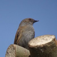 Darren Archer (@dunnock67) 's Twitter Profile Photo Darren Archer (@dunnock67) 's Twitter Profile Photo