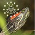 European Alien Species Information Network - EASIN (@eu_aliens) Twitter profile photo European Alien Species Information Network - EASIN (@eu_aliens) Twitter profile photo