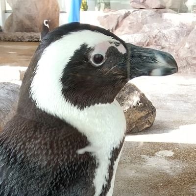 seachicken_3996's profile picture. b1 情報