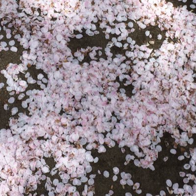 miyukingdom1211's profile picture. インタビューや取材をして、雑誌やWEBの記事を書いています。『アプレゲール』編集長。 頭を高く掲げて生きていきます。 ずっと考え続けたい。