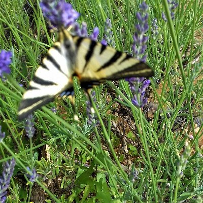 FranceTrisser's profile picture. universaliste  laïque détestation toute forme d'extrémisme 
refus dictature minorités radicalisées source de violences et haine