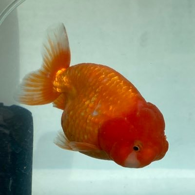 雑多明さんのプロフィール画像