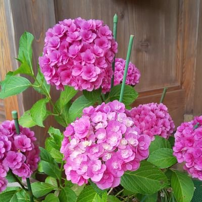 shizusuzu's profile picture. 成人（20↑）済。大体飛翔系マンガとアニメに狂うお腐れ。出水と太刀川隊を愛で、影山と烏野を愛でる。呪術は伏黒恵と虎釘の植物トリオを愛でる。おまんらが最高。
久々にアニメ（GQX）の沼に沈む。某赤い人に脳を焼かれた緑のオジサマに情緒を狂わされました。基本🟥🟩。ｴｸﾞｺﾓ。新旧ｿﾄﾞｿクルーも好き。