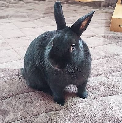 hime_rima's profile picture. 黒うさぎのうさぎくんと暮らしてます。
毛糸をクルクル巻いたぽんぽんからうさぎを作ってます！
作品インスタ→ @rima_utagi