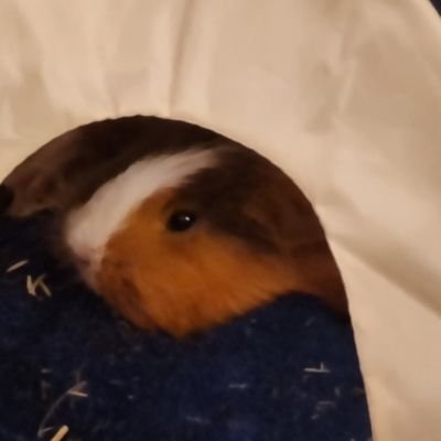 kintaro221's profile picture. Sali zemme :)