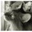 Somali_AA_Cat
