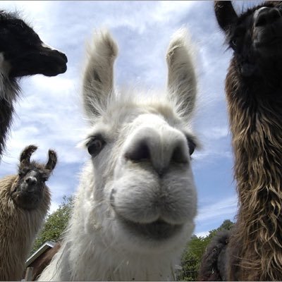 Come for the tacos. Stay for the llamas. #LlamaGang #TacoTuesday #Bitcoin @RaidRPG