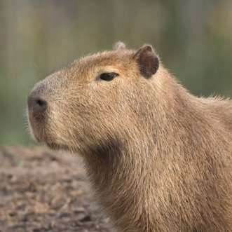 re_do_nn123's profile picture. 