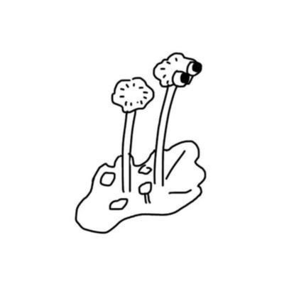 コケ植物なちは湯♨️さんのプロフィール画像