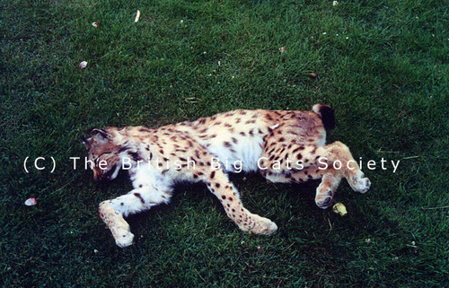 The British Big Cats Society was set up to scientifically identify, quantify, catalogue and protect the Big Cats that freely roam the British countryside