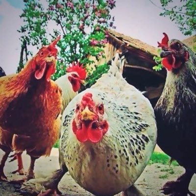 gunahyohdir's profile picture. 