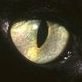 72. Libra. Dragon. Water Year. Taoist. Devourer of words and familiar of cats.🐈⬛🐈⬛🐈⬛ *All right then, I'll go to hell.* 🚫 DM
@jes_minn.bsky.social