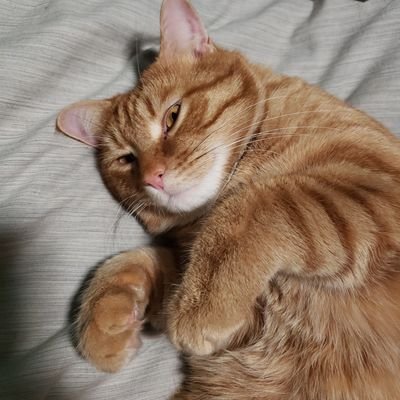 AkwardHotdog's profile picture. 