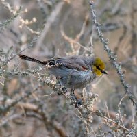 Verdin 702 (@verdin_702) 's Twitter Profile