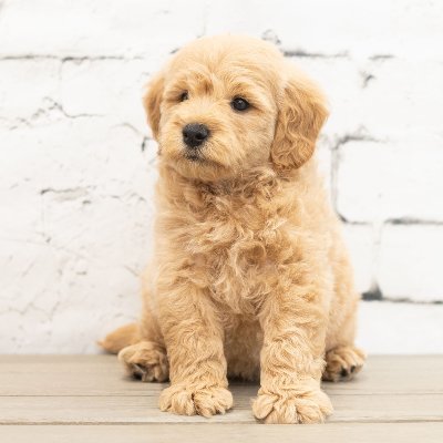 All about poodle-mix dogs, i.e doodle dogs