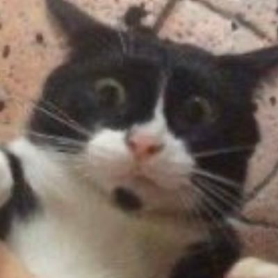 aliaume781's profile picture. 