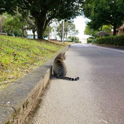 afk_r1's profile picture. running, nutrition, nature, 和食 and 🐈 she/her