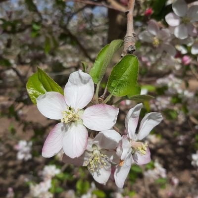 PilarDelgado_P's profile picture. Ingeniero Técnico Agrícola