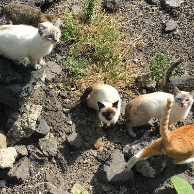 Los gatos abandonados, silvestres y ferales y la fauna silvestre  de la Ciudad de México tienen voz y foto. Ayúdennos a ayudarlos.