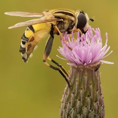 om_0608's profile picture. Bachelor degree of Entomology and Parasitology.
Now, I'm MSc Student of Medical Entomology and Vector Control.