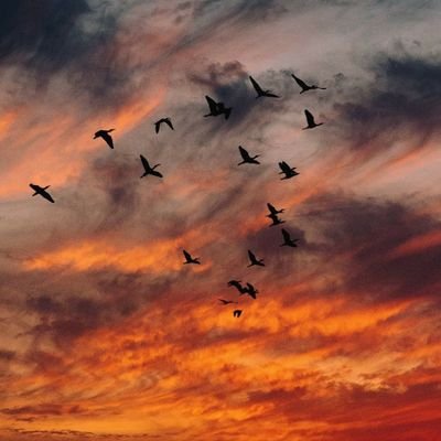 MarwenBenAicha3's profile picture. web developer: HTML CSS JS REACT ANGULAR PHP PYTHON FLASK