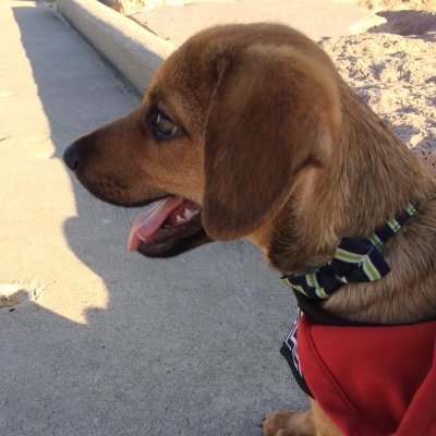 RADIO0813's profile picture. Working as a life scientist at Houston. Major: GI tumor biology and mucosal  immunology, both wet and computational work. Interests: US stock, Dog, Photo.