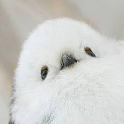 シマエナガ・シイナさんのプロフィール画像