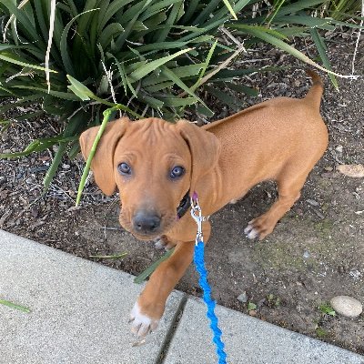 My name is ‘Wild’ Sienna a Rhodesian Ridgeback princess warrior. I am only 8 weeks old and already full of mayhem. Fear me for I am wild! 🐕💗