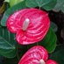 Jardin et paysage (@paysageet) Twitter profile photo Jardin et paysage (@paysageet) Twitter profile photo