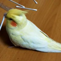 たこ (@hgdpto5q5pearxk) 's Twitter Profile Photo