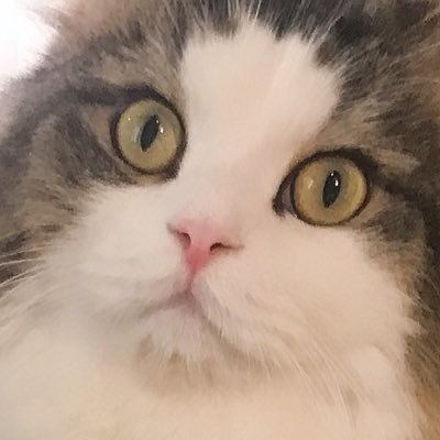 ゆるさんのプロフィール画像