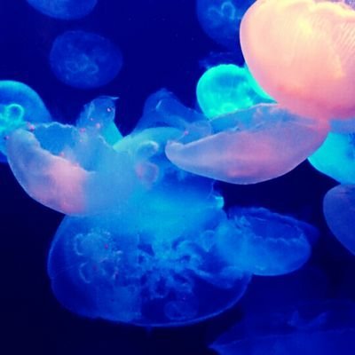 くろあめ🍬さんのプロフィール画像