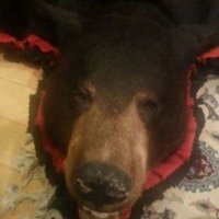 (((Road Bear Life)))(@bearshrugged) 's Twitter Profile Photo