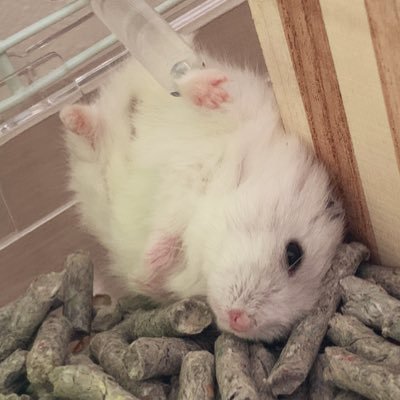 ぱる&ろんの足あと🐹🐾さんのプロフィール画像
