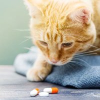 なんやかんや (@chicken_iidx) 's Twitter Profile