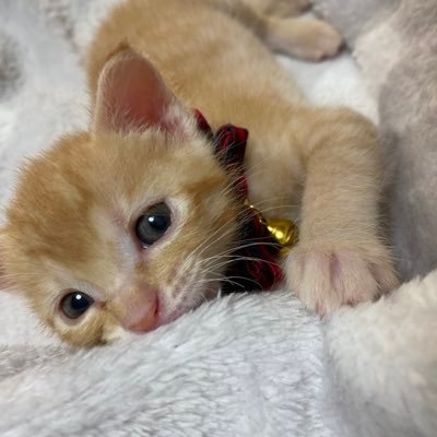 きなこฅ•ω•ฅさんのプロフィール画像