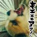 GON🐾Curry🍛 (@netokitai) Twitter profile photo GON🐾Curry🍛 (@netokitai) Twitter profile photo