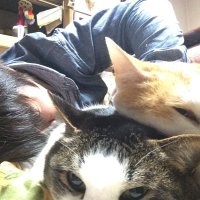 こーせい（弐寺1307-1799） (@xrotxhet) 's Twitter Profile Photo