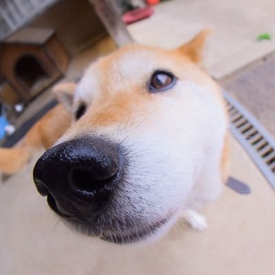 卌 ﾈｯｯｺ(仮)　多忙につき低浮上さんのプロフィール画像