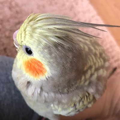 鳥垢🐤オカメインコのシナモンパールの紅♀、ルチノーパールのキラ♂と暮らしてます。ルチノーのメイ♂🌈へ。フォロー大歓迎です!気が向いた時に鳥さんお絵描してます🐥2020/9/10 Youtubeチャンネル開設しました❣️