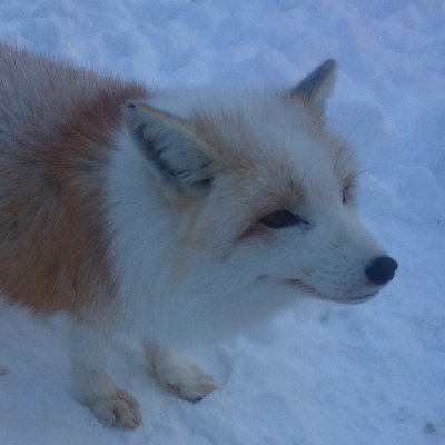 Uzivatel Infl ロスフラペヤング獄辛教 Na Twitteru カラオケ配信についての注意喚起です 画像に文章まとめました 詳しく調べたい方は下記のリンクもどうぞ コラム 著作権法違反にならないカラオケ動画 歌ってみた 等 についてー舞鶴法律事務所ページ Uzivatel Infl ロスフラペヤング獄辛教 Na Twitteru カラオケ配信についての注意喚起です 画像に文章まとめました 詳しく調べたい方は下記のリンクもどうぞ コラム 著作権法違反にならないカラオケ動画 歌ってみた 等 についてー舞鶴法律事務所ページ
