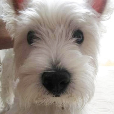 WHWTENO's profile picture. 器用ビンボーな仕事人。おいしいものと、お酒が大好き。ウエスティのレオ（１4才)と2019年にお別れしてから、ワンコのツイート見てほわほわ癒されてます。元ワンコ垢、今現在ゲーム多めの闇鍋垢の為、アイコンに騙された人すみません