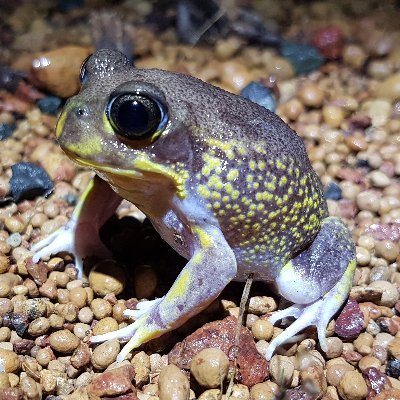 Citizen science frog research in the Perth hills.  For the frogging fun of it! 🐸