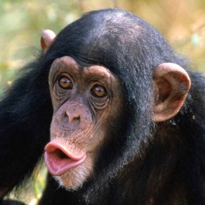 niklasv123's profile picture. Funny I laugh