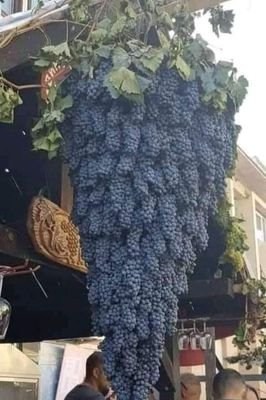 8oWgssRw0UeTmIm's profile picture. 