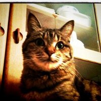 桃ちゃん (@pinot1996) 's Twitter Profile Photo