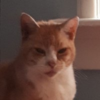 Catto (@cattomonika) 's Twitter Profile